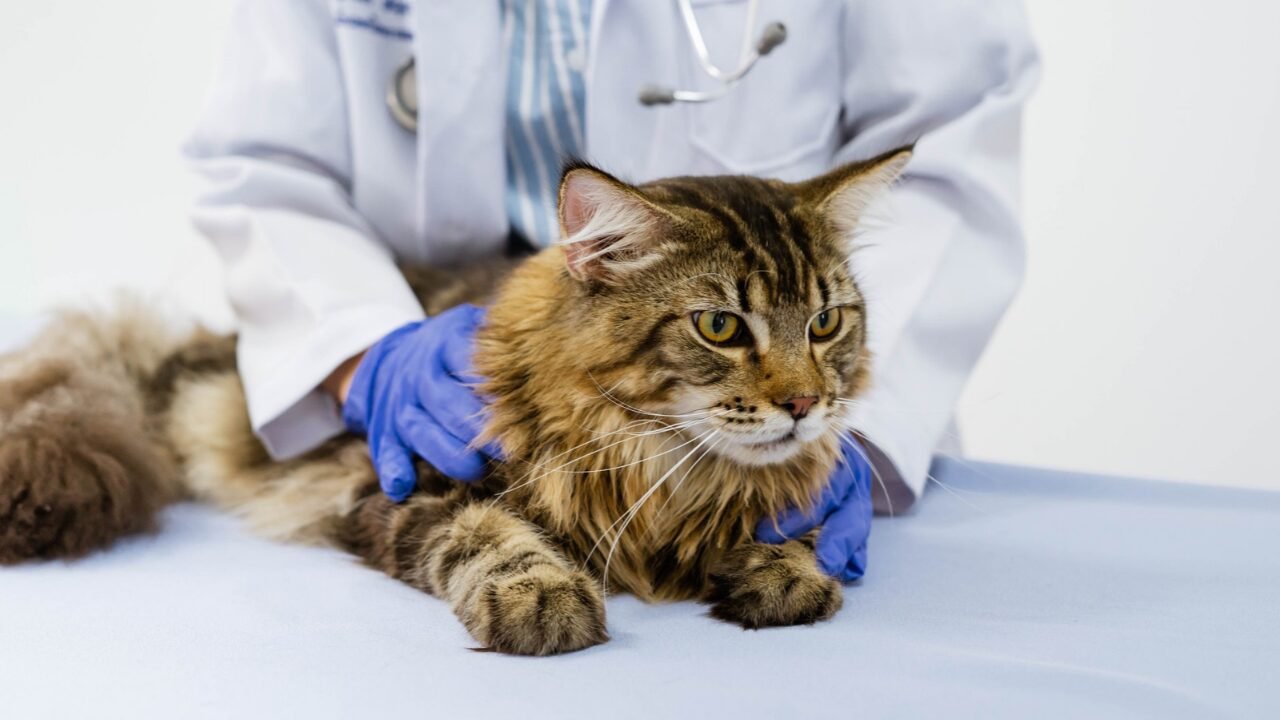 Outubro Rosa: Importância da Prevenção do Câncer de Mama em Animais de Estimação