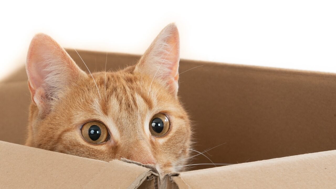 Compreendendo o Comportamento dos Gatos em Presença de Visitantes