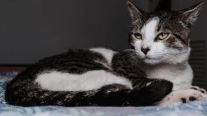 Mudanças Sensoriais em Cães e Gatos na Velhice: Compreendendo a Percepção do Mundo