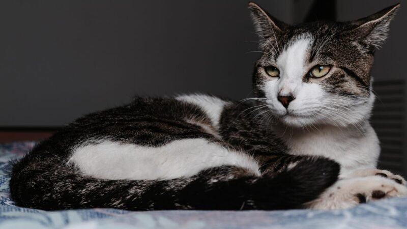 Mudanças Sensoriais em Cães e Gatos na Velhice: Compreendendo a Percepção do Mundo
