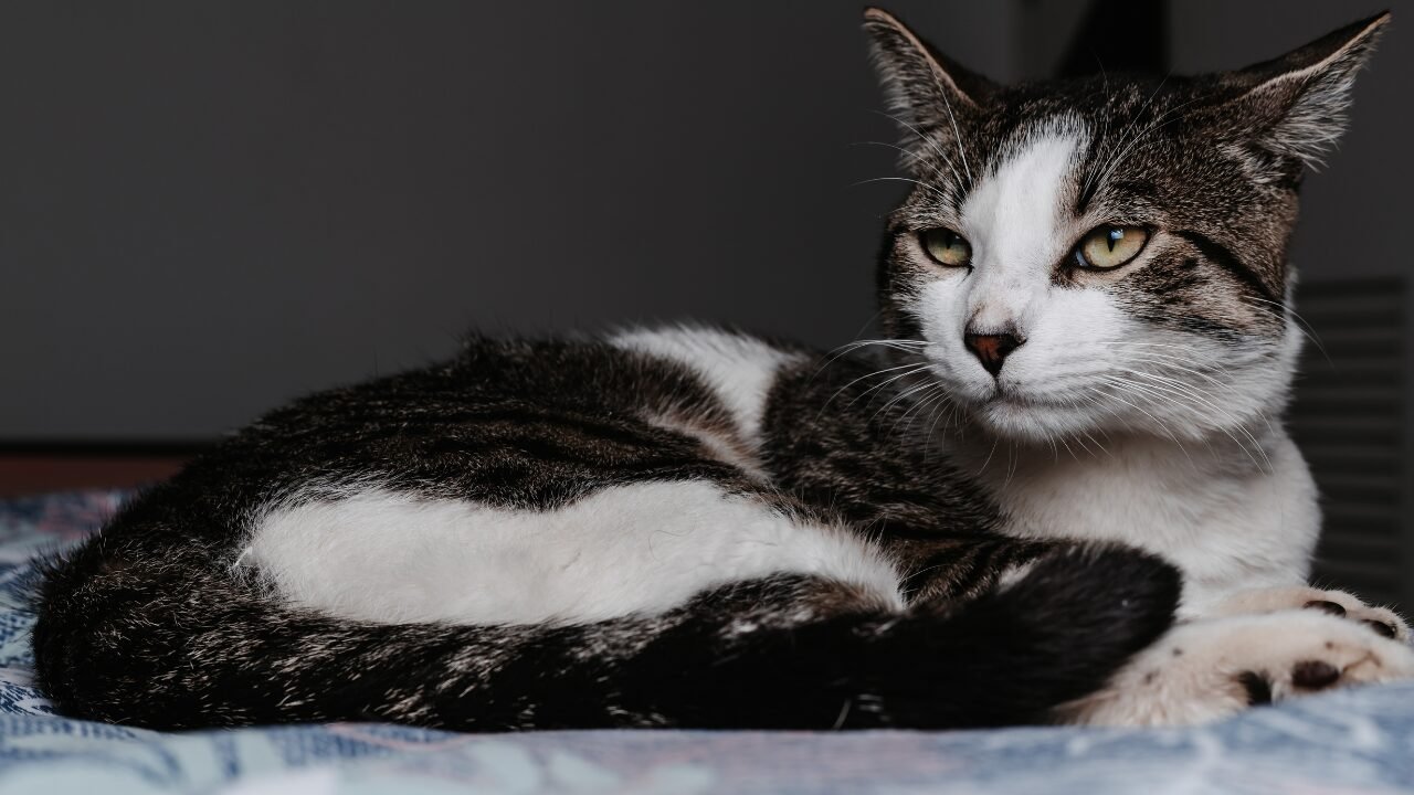 Mudanças Sensoriais em Cães e Gatos na Velhice: Compreendendo a Percepção do Mundo