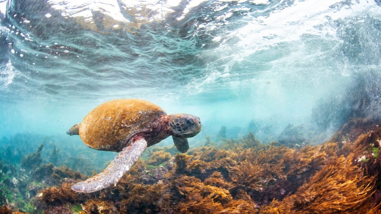 Queda de 73% na Fauna Silvestre: Desafios e Perspectivas de Recuperação