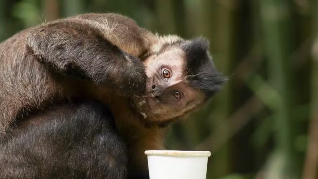 Resgate de Macaco-Prego em Salvador: Um Incidente Inusitado e Desafiador