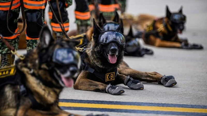 Startup Capta US$ 200 Milhões para Clonagem de Cães Militares nos EUA