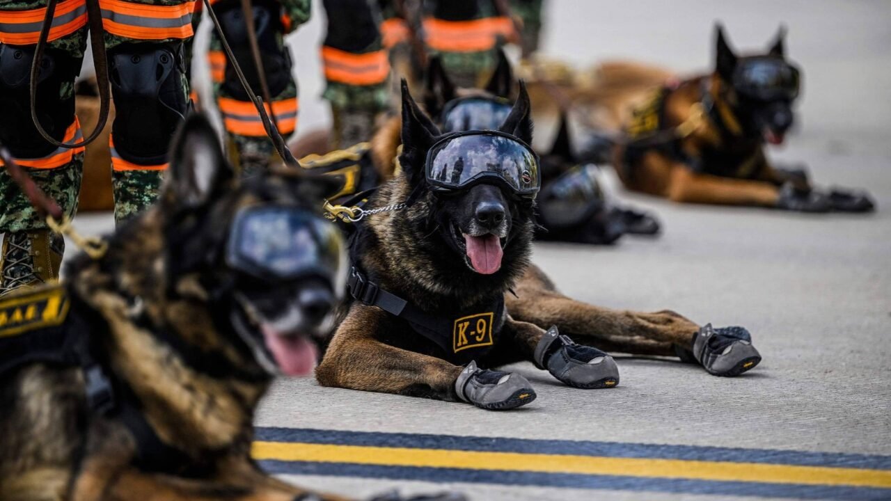 Startup Capta US$ 200 Milhões para Clonagem de Cães Militares nos EUA