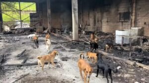 Incêndio em Abrigo de Animais em Campinas Deixa Gatos Mortos e Coloca em Risco Mais de 100 Vidas