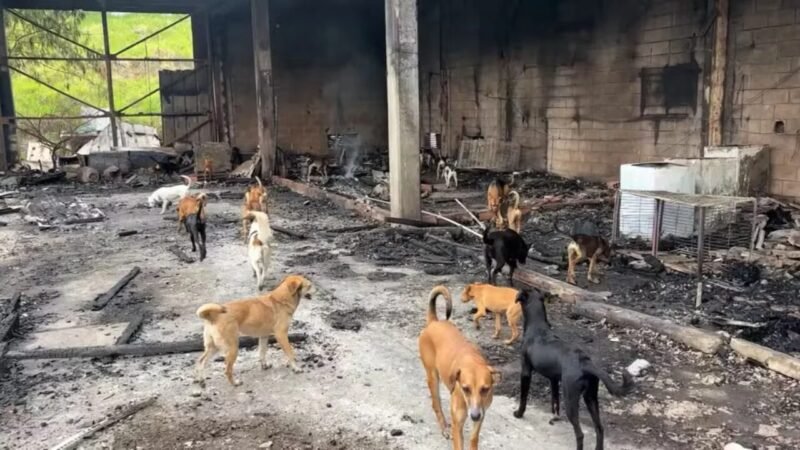 Incêndio em Abrigo de Animais em Campinas Deixa Gatos Mortos e Coloca em Risco Mais de 100 Vidas