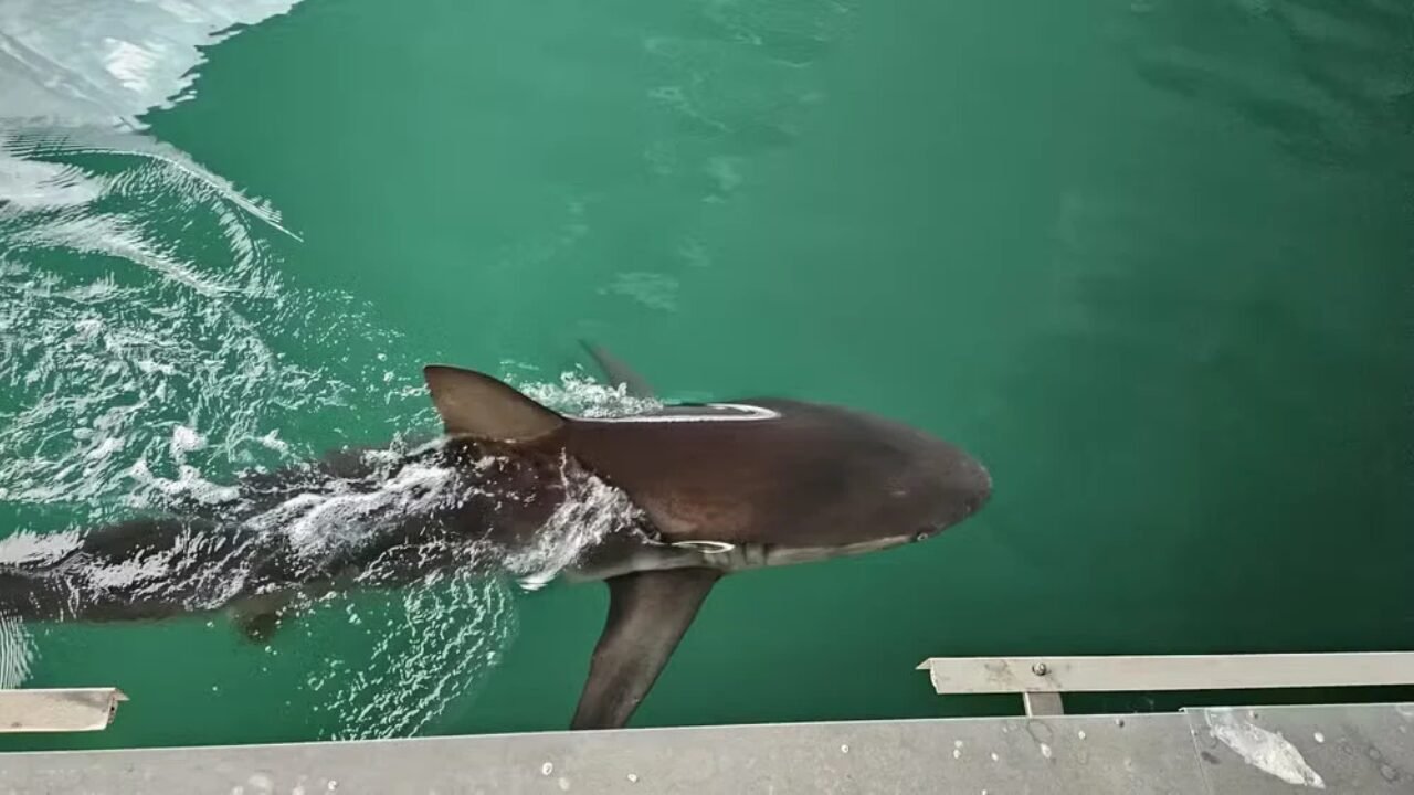 Tubarão Bukangi é Resgatado e Devolvido ao Oceano na Coreia do Sul