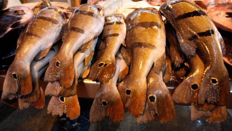Financiamento de R$ 50 mil para Pescadores e Agricultores no Oeste do Pará