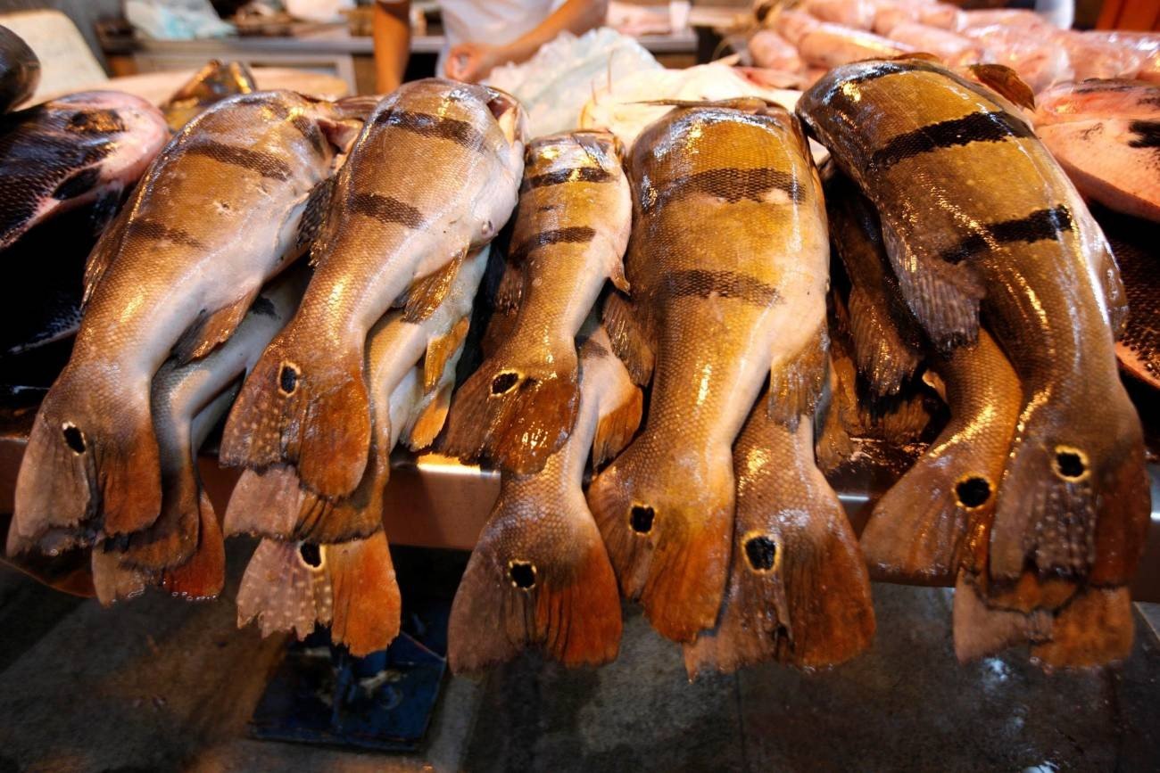 Financiamento de R$ 50 mil para Pescadores e Agricultores no Oeste do Pará