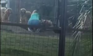 Proprietária de Hotel para Animais Justifica Ação em Vídeo de Agressão Canina