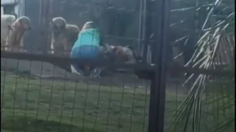 Proprietária de Hotel para Animais Justifica Ação em Vídeo de Agressão Canina