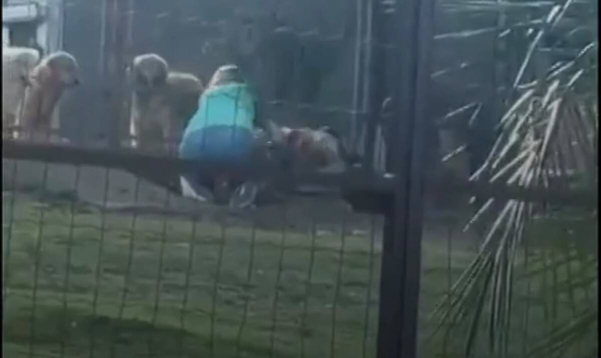 Proprietária de Hotel para Animais Justifica Ação em Vídeo de Agressão Canina