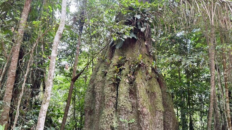 Nova Legislatura do Congresso Nacional e seu Impacto na Agenda Ambiental