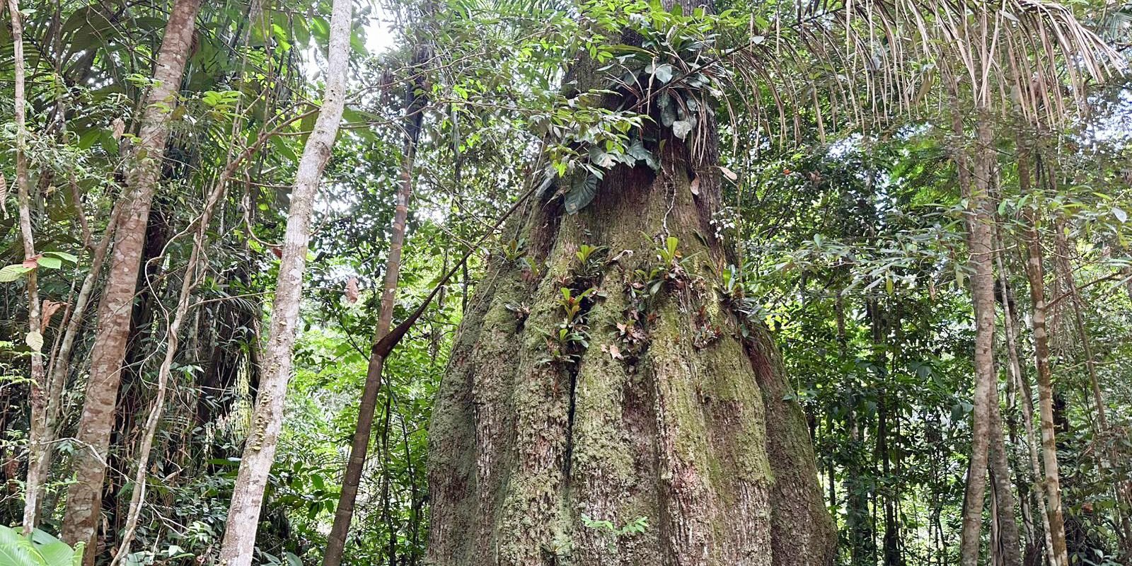 Nova Legislatura do Congresso Nacional e seu Impacto na Agenda Ambiental