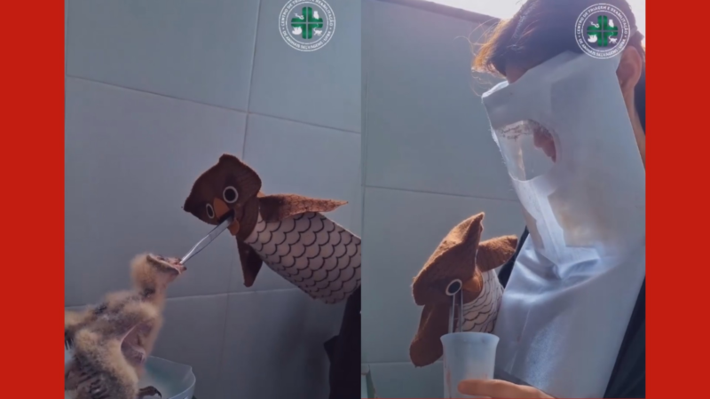 Filhotes de Coruja Suindara Recebem Cuidados Especiais em Belém