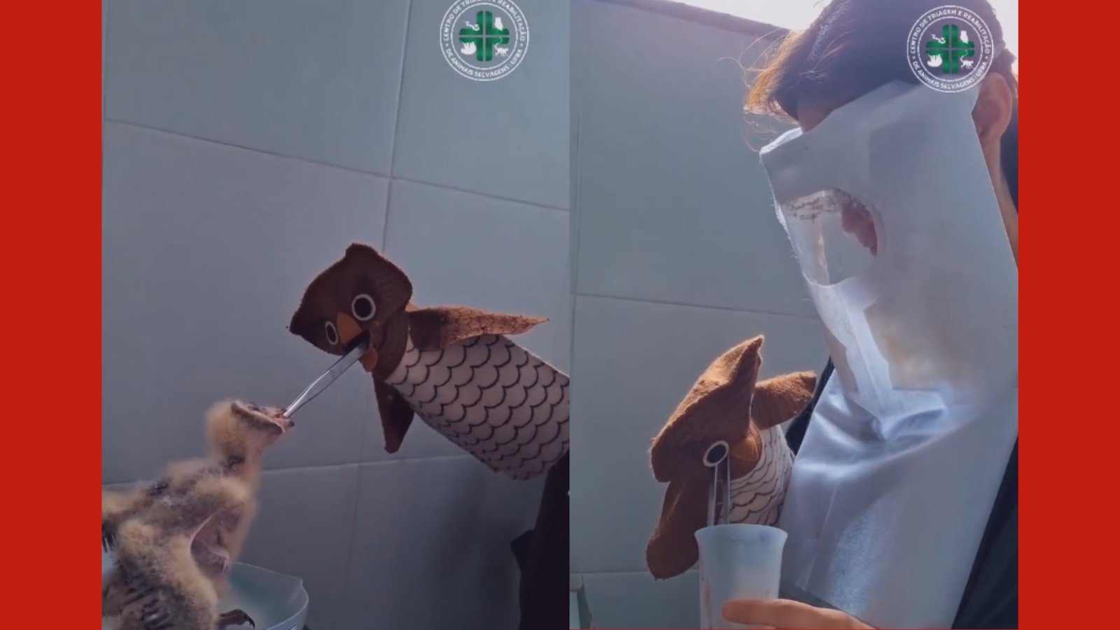 Filhotes de Coruja Suindara Recebem Cuidados Especiais em Belém