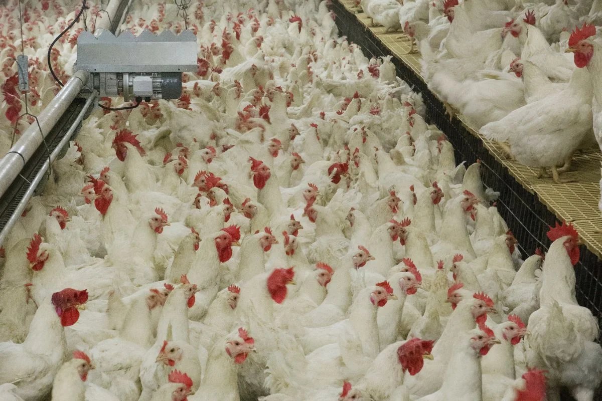 México Suspende Importação de Carne de Frango do Brasil Devido a Surto de Doença de Newcastle
