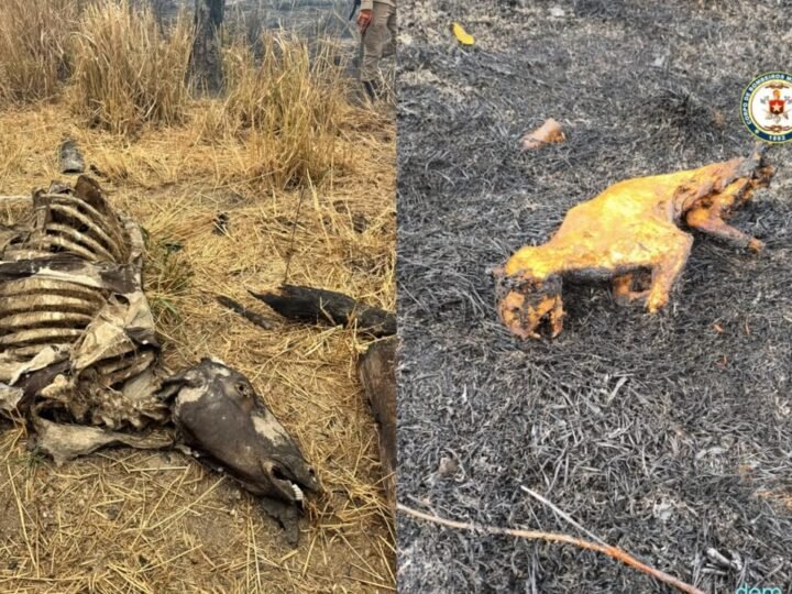 Incêndios Florestais no Pará: Mais de 8 Mil Focos Registrados em Outubro e Situação de Emergência em Diversos Municípios