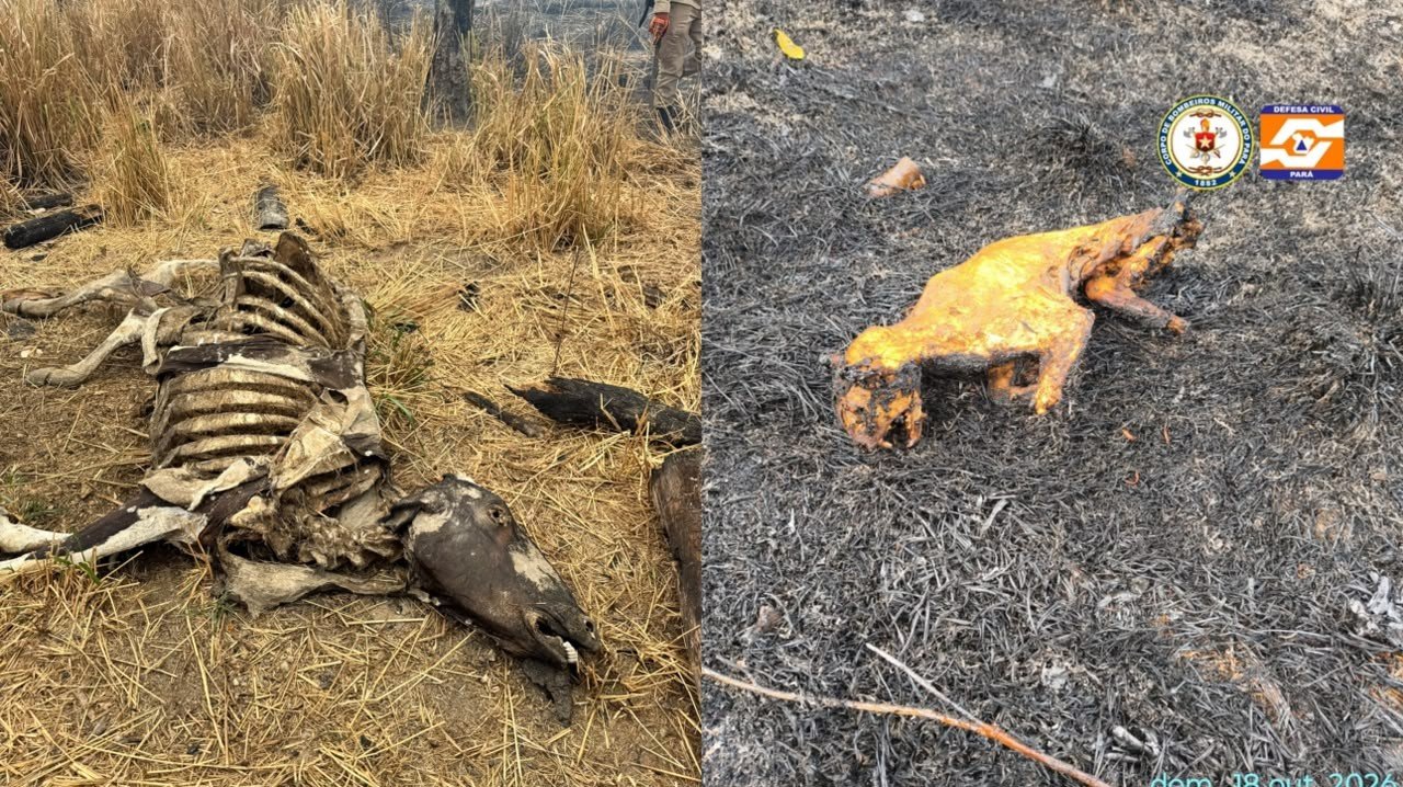 Queimadas em Santarém e Belterra: Impactos Ambientais e Consequências para a Fauna
