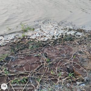 Crise Hídrica e Mortandade de Peixes Atingem Comunidade de Atumã, no Pará