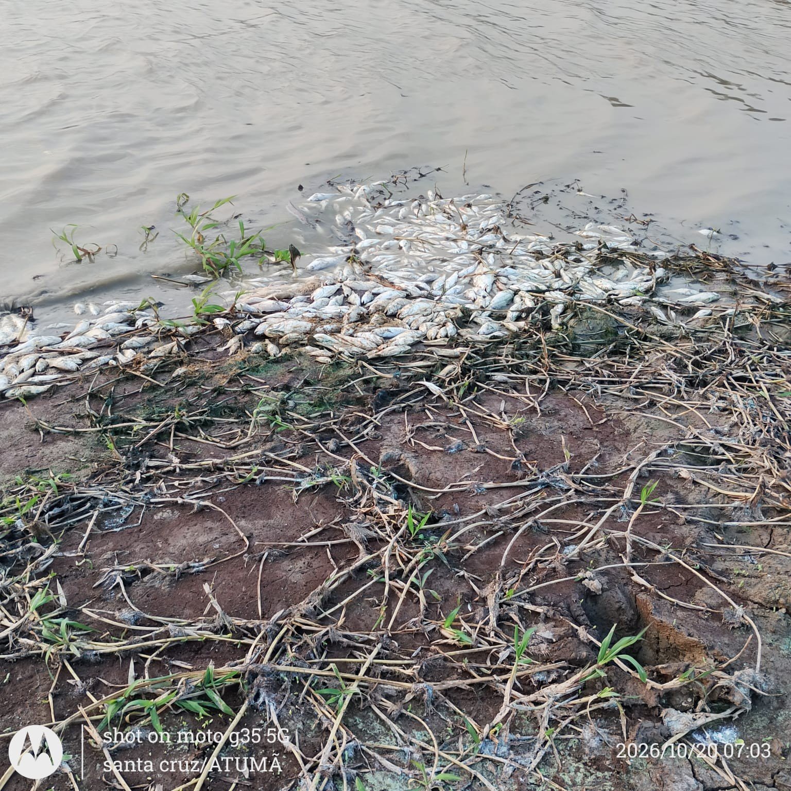 Crise Hídrica e Mortandade de Peixes Atingem Comunidade de Atumã, no Pará