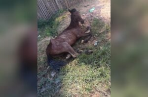 Cavalo Abandonado em Santarém: Pedido de Socorro e Questões Legais