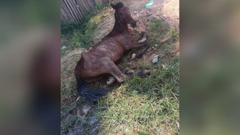 Cavalo Abandonado em Santarém: Pedido de Socorro e Questões Legais