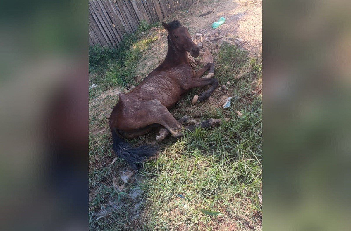 Cavalo Abandonado em Santarém: Pedido de Socorro e Questões Legais